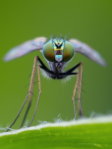 Look Into My Eyes - Photo by Karin Lessard