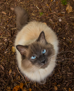 Look into my eyes - Photo by Nancy Schumann