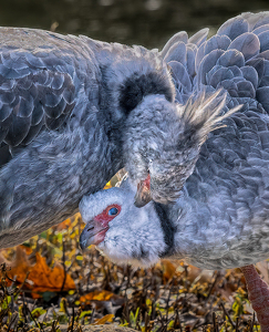 Look of Love - Photo by Mary Anne Sirkin