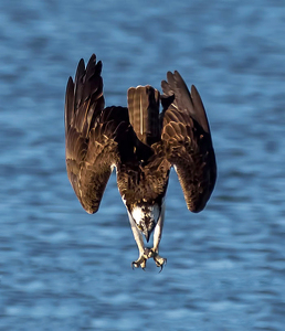 Look Out, Fishy, Here I Come - Photo by John Straub