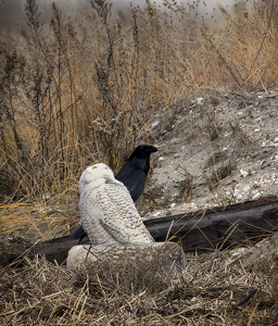 "Look Up!" said the owl to the crow - Photo by Nancy Schumann