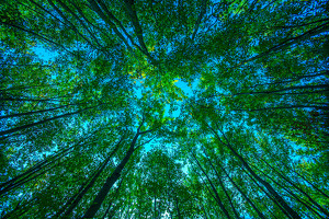 Look Up - Photo by Ian Veitzer