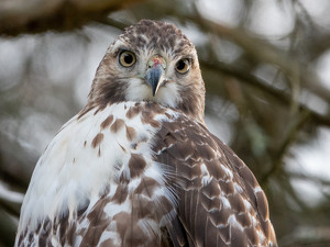 Looking At YOU. - Photo by Marylou Lavoie