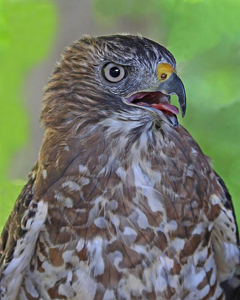 Looking At You - Photo by Bill Latournes