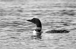 Loon in Black and White - Photo by Mireille Neumann