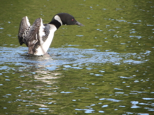 Loon on Panther Pond - Photo by Mireille Neumann