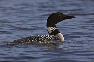 Loon - Photo by Bill Latournes