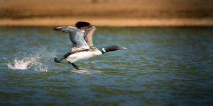 Loon - Photo by Danielle D'Ermo