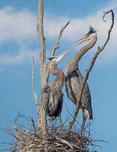 Love Birds - Photo by Merle Yoder