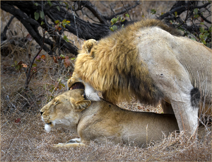 Love Bite - Photo by Susan Case