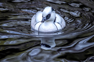 Love my Reflection - Photo by Bill Payne