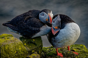 Love on the Rocks by John McGarry