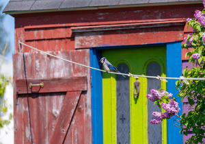 Lovely day to be a jay - Photo by Alison Wilcox