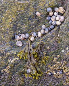 Low Tide Shell game - Photo by John Straub