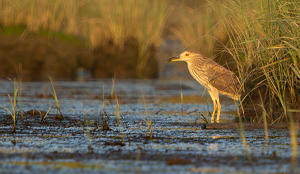 Low Tide - Photo by René Durbois