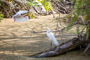 Loxahatchee 2 birds - Photo by Robert McCue