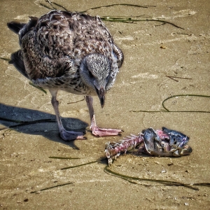 Lunch on the beach - Photo by Dolores Brown