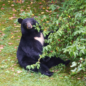 Lunch Time In Simsbury - Photo by Louis Arthur Norton