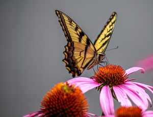 Lunchtime - Photo by David McCary