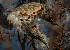 MIlkweed - Photo by Jim Patrina