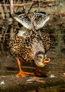 Mad Duck - Photo by Frank Zaremba MNEC