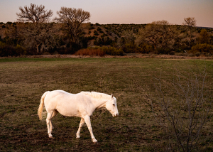 Magic Pony - Photo by Peter Rossato