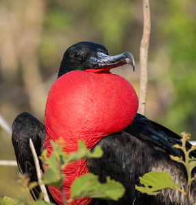 Magnificent Frigate Bird Portrait - Photo by Susan Case