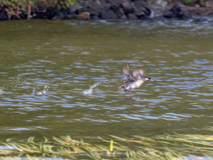 Making A Break For It - Photo by Karin Lessard