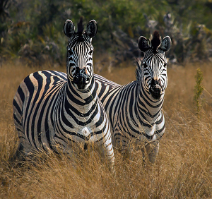 Making a Fashion Statement in Stripes - Photo by Eric Wolfe