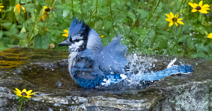 Making a Splash by Bob Ferrante