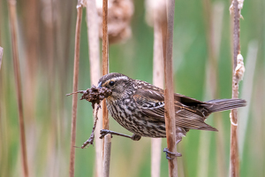 Making the Nest - Photo by Bill Payne