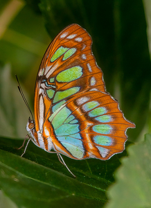 Class A 2nd: Malachite Butterfly by Linda Fickinger