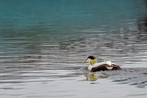 Male Common Eider - Photo by John McGarry