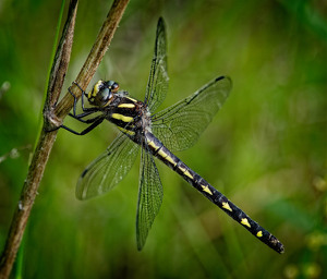 Male Delta Spotted Forktail - Photo by John McGarry
