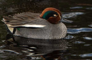 Male Green-winged Teal - Photo by René Durbois