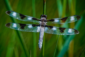 Salon HM: Male Twelve Spotted Skimmer by John McGarry