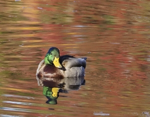 Mallard on Autumn Pond - Photo by Quyen Phan