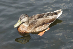 Mallard - Photo by Bruce Metzger