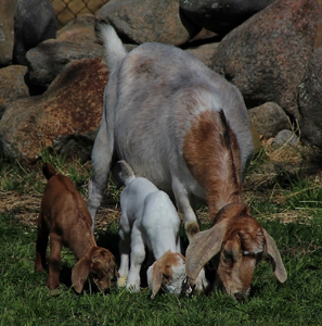 Mama And Her Babies - Photo by Bill Latournes