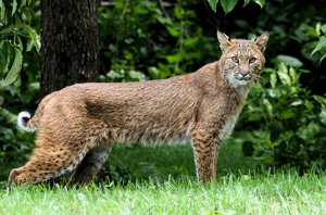 Mamma Bobcat on watch - Photo by John Clancy