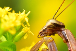 Class B 2nd: Mantis, or robot? by Nick Bennett