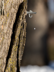 Maple Tapping Time - Photo by Terri-Ann Snediker