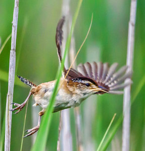 Marsh Wren on the Move - Photo by John Straub