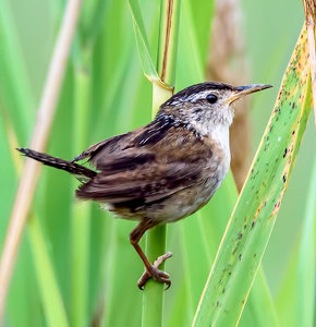 Marsh Wren - Photo by John Straub