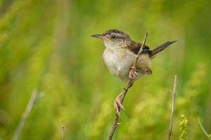 Salon HM: Marsh Wren by Jeff Levesque