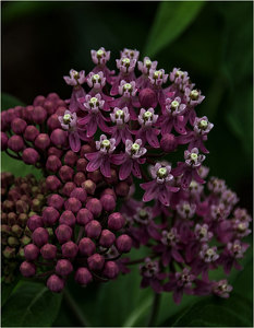 Marvel of Spring - Photo by Alene Galin