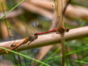 Mating on the FLY - Photo by Frank Zaremba MNEC