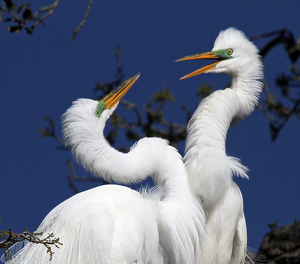 Class A 1st: Mating season squabble by Ron Thomas