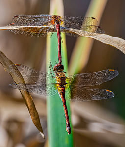 Matting Dragon Flies - Photo by Frank Zaremba MNEC