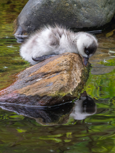 Me and My Reflection - Photo by Karin Lessard